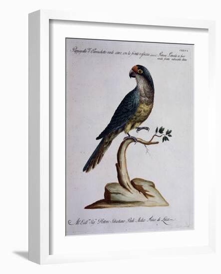 Dark Green Parrot or Parakeet with Reddish Face (Psittacus Psittacula Ex Fusco Viridis-null-Framed Giclee Print