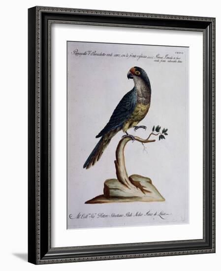 Dark Green Parrot or Parakeet with Reddish Face (Psittacus Psittacula Ex Fusco Viridis-null-Framed Giclee Print