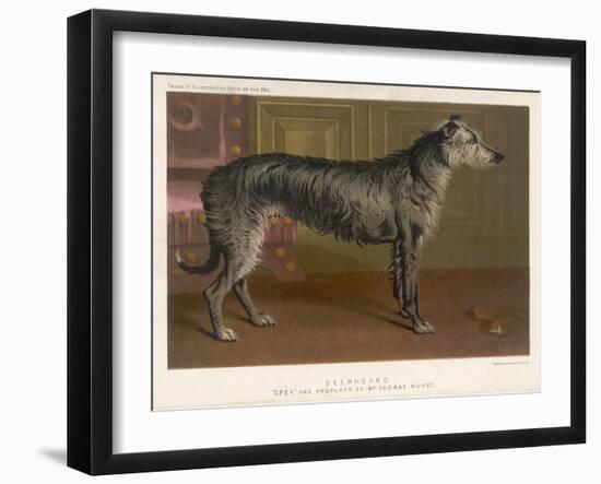 Dark Grey Deerhound Stares Thoughtfully into the Distance-null-Framed Art Print