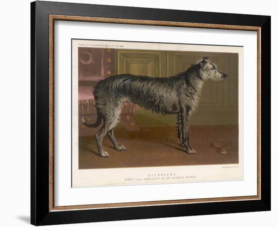 Dark Grey Deerhound Stares Thoughtfully into the Distance-null-Framed Art Print