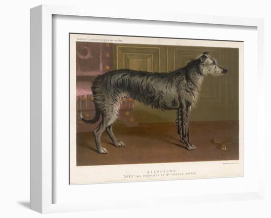 Dark Grey Deerhound Stares Thoughtfully into the Distance-null-Framed Art Print