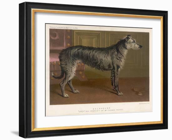 Dark Grey Deerhound Stares Thoughtfully into the Distance-null-Framed Art Print