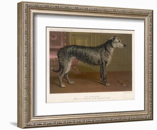 Dark Grey Deerhound Stares Thoughtfully into the Distance-null-Framed Art Print