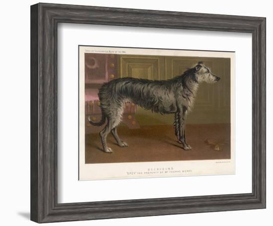 Dark Grey Deerhound Stares Thoughtfully into the Distance-null-Framed Art Print