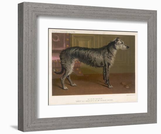 Dark Grey Deerhound Stares Thoughtfully into the Distance-null-Framed Art Print