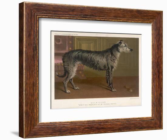 Dark Grey Deerhound Stares Thoughtfully into the Distance-null-Framed Art Print