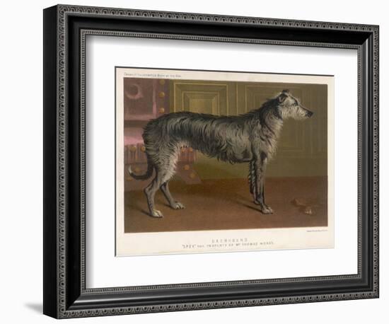 Dark Grey Deerhound Stares Thoughtfully into the Distance-null-Framed Art Print