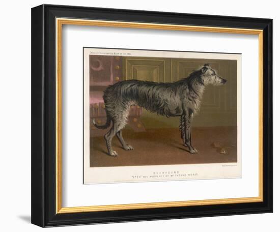 Dark Grey Deerhound Stares Thoughtfully into the Distance-null-Framed Art Print