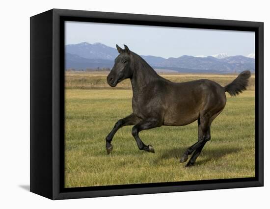 Dark Grey Young Andalusian Stallion Cantering, Colorado, USA-Carol Walker-Framed Premier Image Canvas