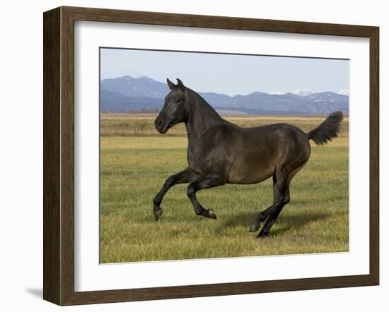 Dark Grey Young Andalusian Stallion Cantering, Colorado, USA-Carol Walker-Framed Photographic Print