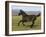 Dark Grey Young Andalusian Stallion Cantering, Colorado, USA-Carol Walker-Framed Photographic Print