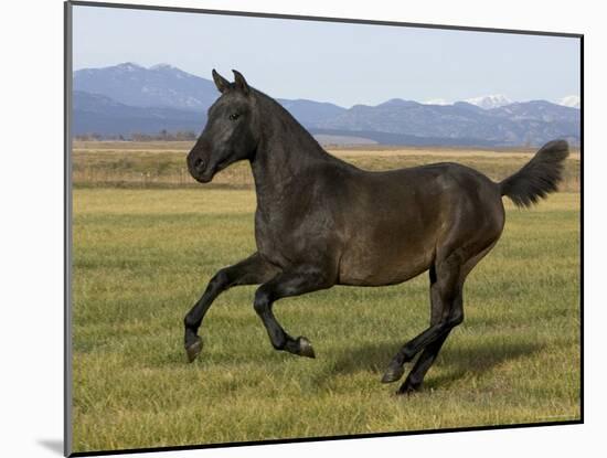 Dark Grey Young Andalusian Stallion Cantering, Colorado, USA-Carol Walker-Mounted Photographic Print