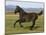 Dark Grey Young Andalusian Stallion Cantering, Colorado, USA-Carol Walker-Mounted Photographic Print