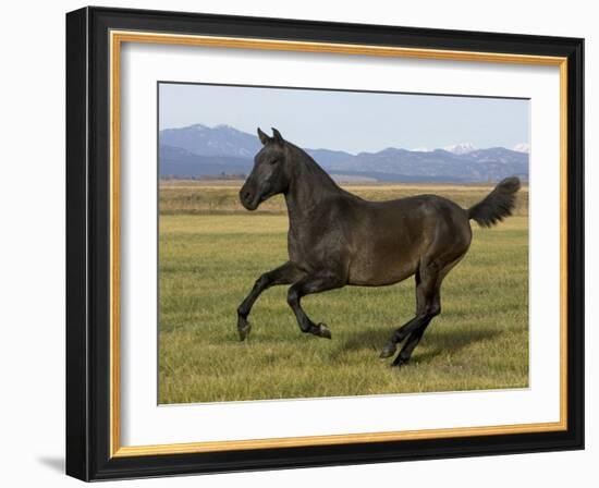 Dark Grey Young Andalusian Stallion Cantering, Colorado, USA-Carol Walker-Framed Photographic Print