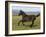 Dark Grey Young Andalusian Stallion Cantering, Colorado, USA-Carol Walker-Framed Photographic Print