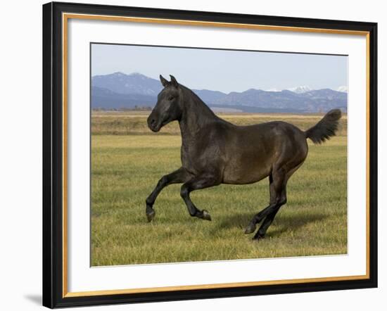 Dark Grey Young Andalusian Stallion Cantering, Colorado, USA-Carol Walker-Framed Photographic Print