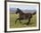 Dark Grey Young Andalusian Stallion Cantering, Colorado, USA-Carol Walker-Framed Photographic Print