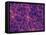 Dark Matter Distribution-Volker Springel-Framed Premier Image Canvas