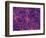 Dark Matter Distribution-Volker Springel-Framed Premium Photographic Print