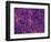 Dark Matter Distribution-Volker Springel-Framed Premium Photographic Print