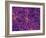 Dark Matter Distribution-Volker Springel-Framed Photographic Print