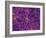 Dark Matter Distribution-Volker Springel-Framed Photographic Print