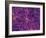 Dark Matter Distribution-Volker Springel-Framed Photographic Print