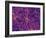 Dark Matter Distribution-Volker Springel-Framed Photographic Print