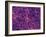 Dark Matter Distribution-Volker Springel-Framed Photographic Print