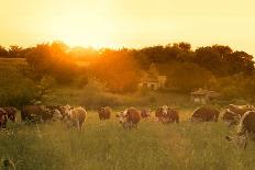 Farmland Summer Scene in Sunset-Dark Moon Pictures-Photographic Print
