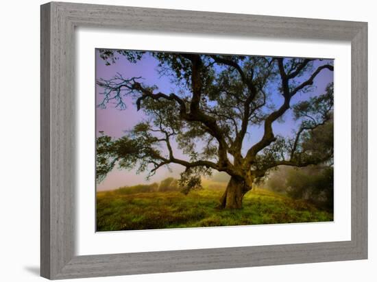 Dark Oak, Petaluma Hills, Northern California, Bay Area Trees-Vincent James-Framed Photographic Print