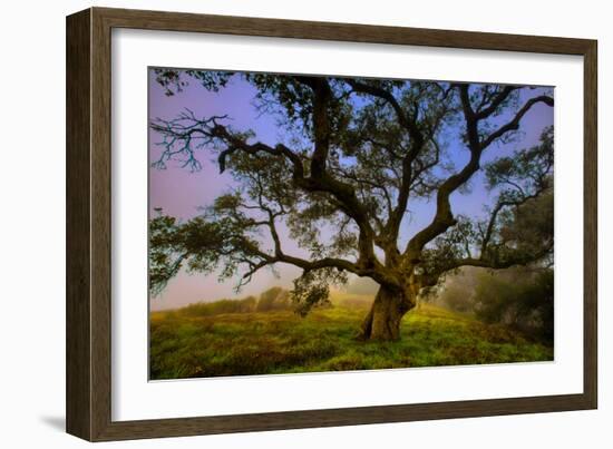 Dark Oak, Petaluma Hills, Northern California, Bay Area Trees-Vincent James-Framed Photographic Print