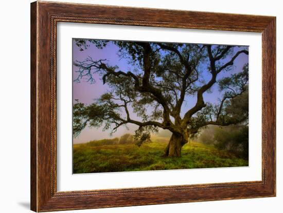 Dark Oak, Petaluma Hills, Northern California, Bay Area Trees-Vincent James-Framed Photographic Print