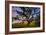 Dark Oak, Petaluma Hills, Northern California, Bay Area Trees-Vincent James-Framed Photographic Print