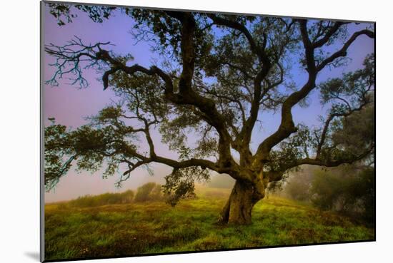 Dark Oak, Petaluma Hills, Northern California, Bay Area Trees-Vincent James-Mounted Photographic Print