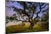 Dark Oak, Petaluma Hills, Northern California, Bay Area Trees-Vincent James-Mounted Photographic Print