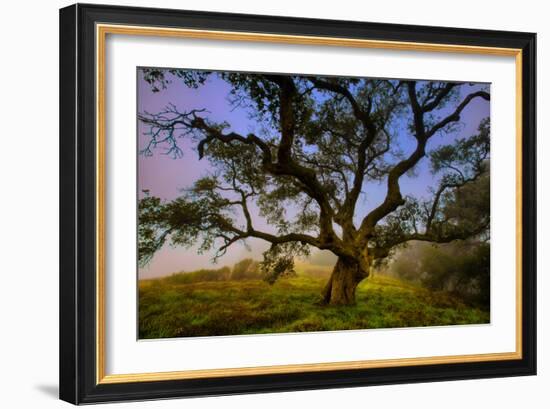 Dark Oak, Petaluma Hills, Northern California, Bay Area Trees-Vincent James-Framed Photographic Print