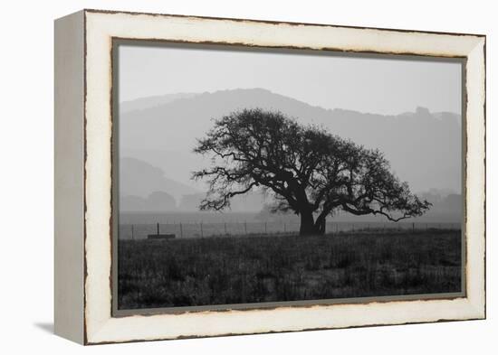 Dark Oak Silhouette, Petaluma California-null-Framed Premier Image Canvas