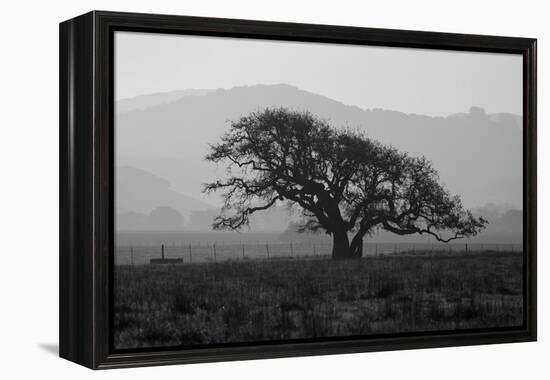 Dark Oak Silhouette, Petaluma California-null-Framed Premier Image Canvas