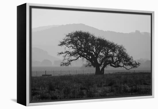 Dark Oak Silhouette, Petaluma California-null-Framed Premier Image Canvas