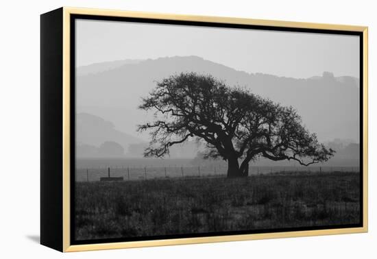 Dark Oak Silhouette, Petaluma California-null-Framed Premier Image Canvas