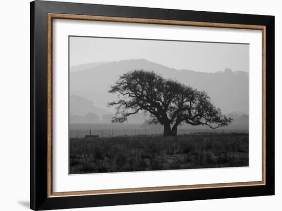 Dark Oak Silhouette, Petaluma California-null-Framed Photographic Print