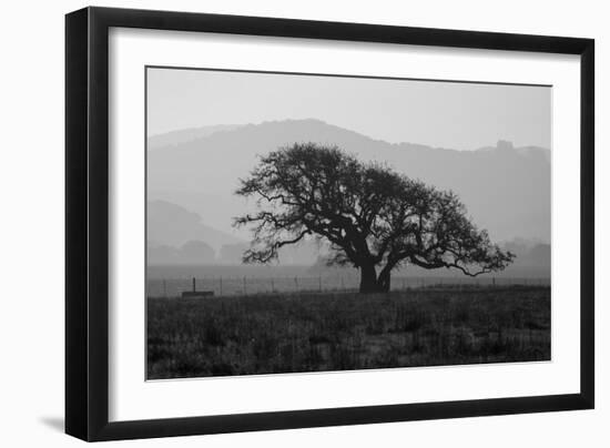 Dark Oak Silhouette, Petaluma California-null-Framed Photographic Print