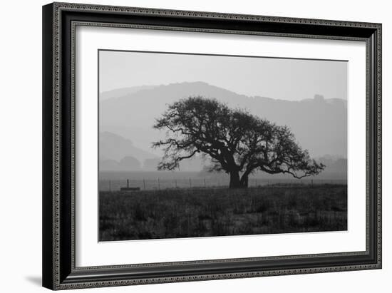 Dark Oak Silhouette, Petaluma California-null-Framed Photographic Print