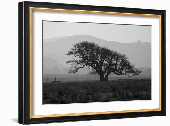 Dark Oak Silhouette, Petaluma California-null-Framed Photographic Print