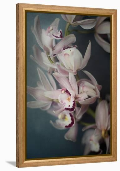 Dark Orchid I-Elizabeth Urquhart-Framed Stretched Canvas