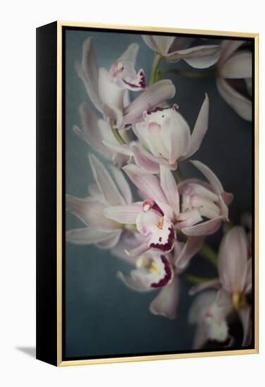 Dark Orchid I-Elizabeth Urquhart-Framed Stretched Canvas