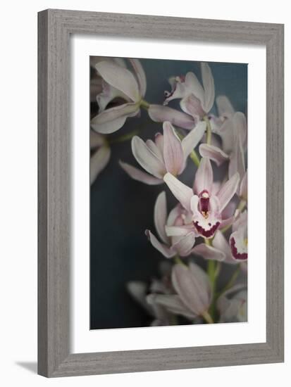 Dark Orchid II-Elizabeth Urquhart-Framed Art Print