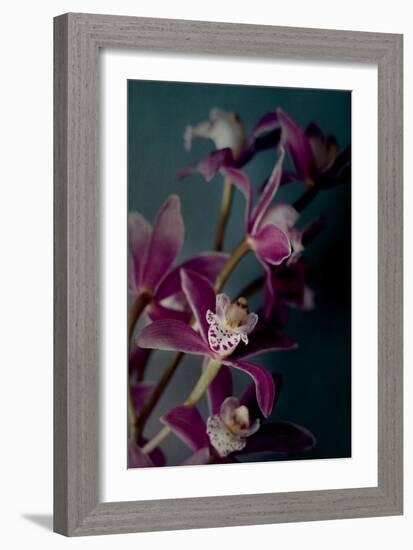 Dark Orchid IV-Elizabeth Urquhart-Framed Photo