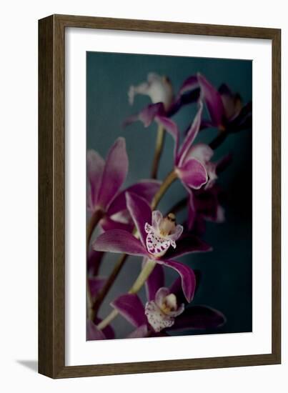 Dark Orchid IV-Elizabeth Urquhart-Framed Photo